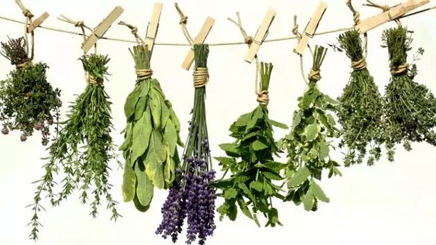 Herbes des parasites