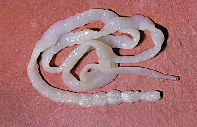 à quoi ressemble le ténia du taureau