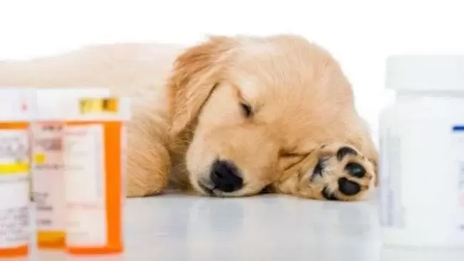 médicaments pour prévenir les vers chez les chiens